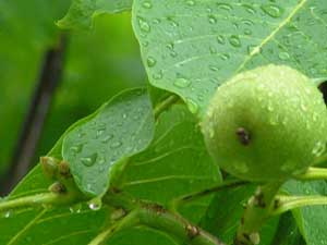 green walnut in the rain