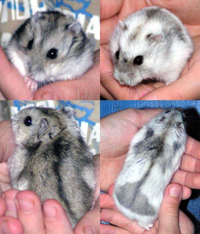 different hamster breeds